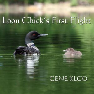 Loon and chick on calm water.