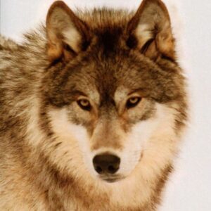 Wolf on the cover of a novel.