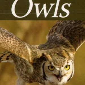 Owl in flight on playing cards cover.