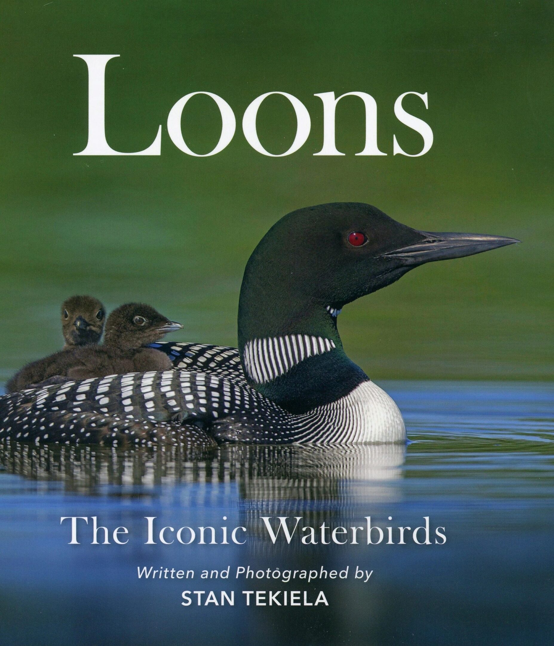 Loon with chicks on the water.