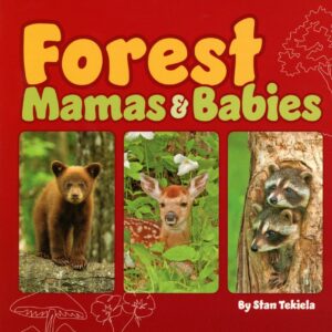 Forest animal babies book cover illustration.